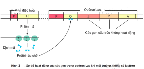 Cấu trúc operon lac